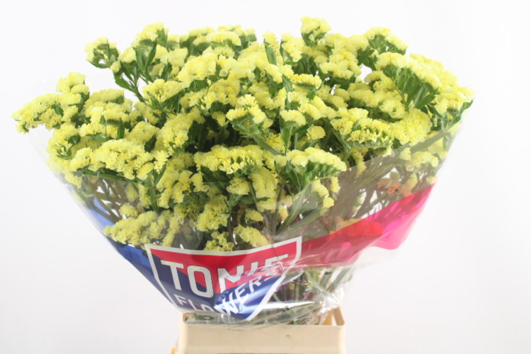 LIMONIUM ST YELLOW SUN BIRD 65